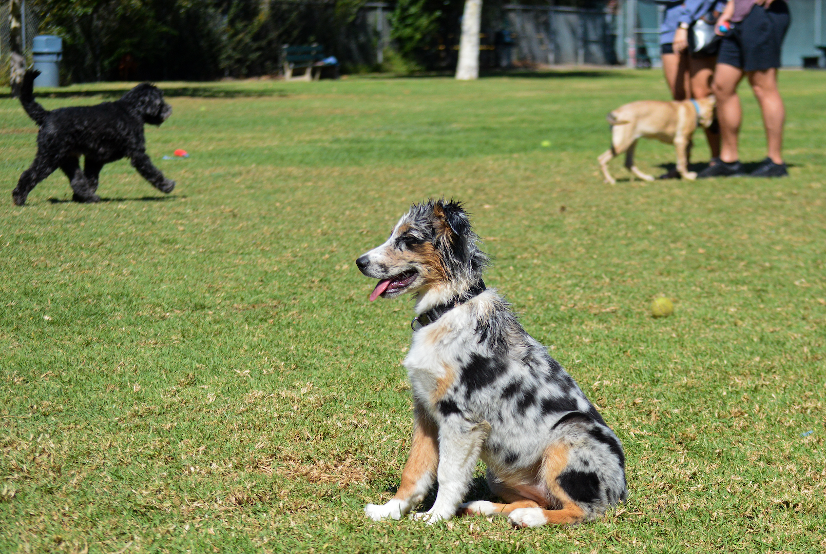 dog park 1